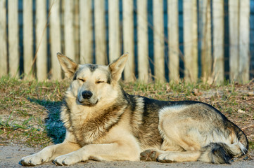 Lonely street  dog with sad eyes is lying on road.