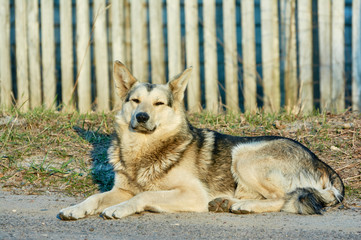 Lonely street  dog with sad eyes is lying on road.
