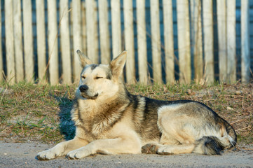 Lonely street  dog with sad eyes is lying on road.