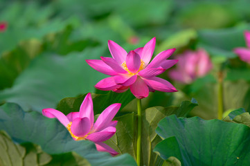 Fototapeta premium Blooming lotus flowers in the park