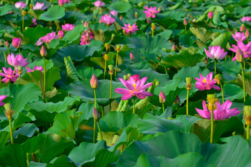 Blooming lotus flowers in the park