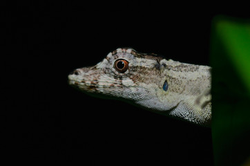 anolis