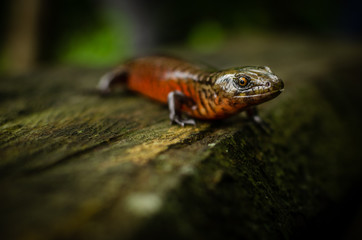 Diploglossus monotropis