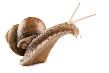 snail isolated on white background