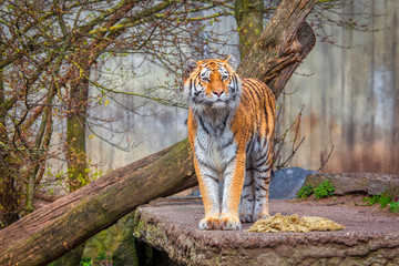 Siberian Tiger standing on natural area 