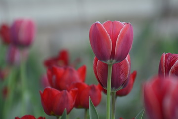 Red and  tulips in the home garden. Flowers in spring. April evening.
