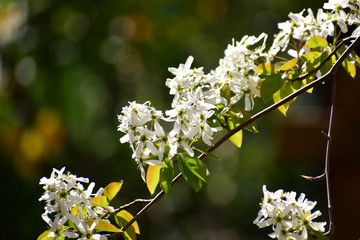 ジューンベリーの小さい花