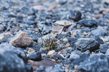 Gras with purple grains growing between stones