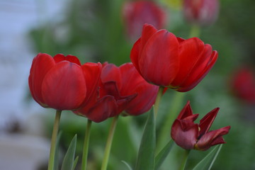 Red and  tulips in the home garden. Flowers in spring. April evening.