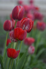 Red and  tulips in the home garden. Flowers in spring. April evening.