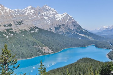Peyto Lake Banff / Siffleur Canada very blue mountain alps lake with hills and forrest