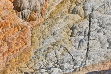 Mammoth Hot Springs Yellowstone National Park with colorful patterns and dead wood trees
