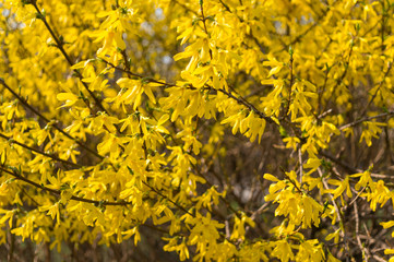 Naklejka na ściany i meble Yellow flowers forsythia spring. Natural background. Soft focus.