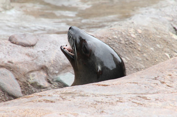 Barking Seal