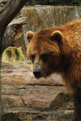 Fototapeta na wymiar Brown Bear near a Tree
