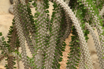 Cactus Branches