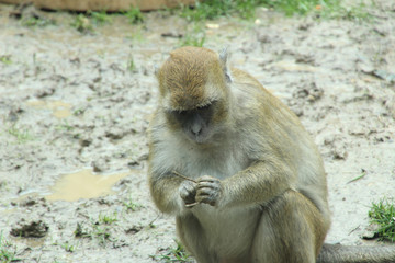 Obraz premium Investigating a Stick