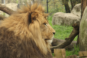 Obraz premium Lion Head