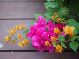 Beautiful pink bougainvillea flowers in the garden