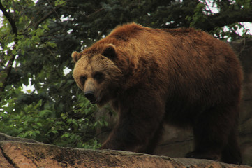 Mighty Bear