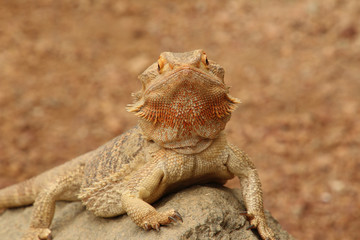 Serious Bearded Dragon