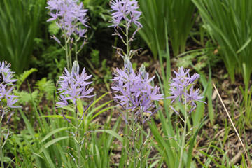 Six Petaled Purple Flowers