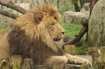 Naklejka premium Sleepy Lion