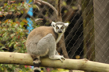 Startled Lemur