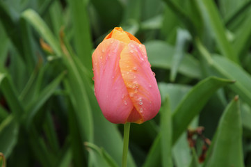 Tulip with Raindrops