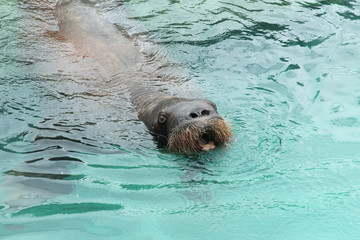 Swimming Walrus