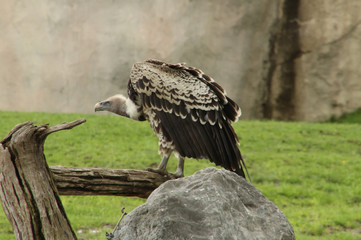 Vulture on a Log