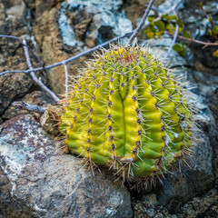 Fototapeta premium Cactus in the desert