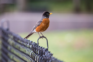 American Robin, Spring, DC
