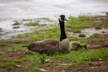 Canadian Goose with its chicks, DC, Spring