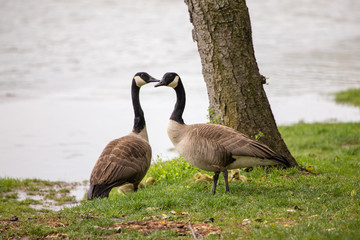 Obraz premium Canadian Geese couple with chicks