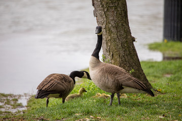 Canadian Geese with ducklings, DC