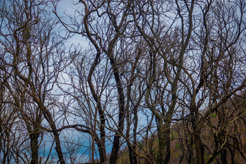 Fototapeta premium A forest of partially burned trees, at the base of Mount Vesuvius, in the Campania region of southern Italy.