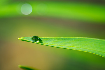 Water Droplet On A Grass Blade