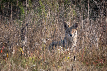 A large coyote stands in the dry brush in the hills of Monterey, California.