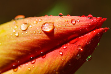 Rain Water On Tulip Bud Macro Photography