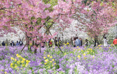 Cherry blossoms in Wuhan East Lake Sakura garden in warm spring