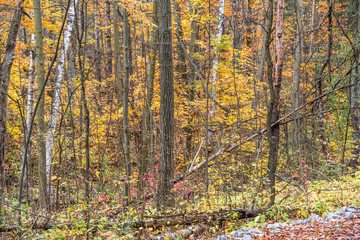 Fototapeta premium Fall time in park