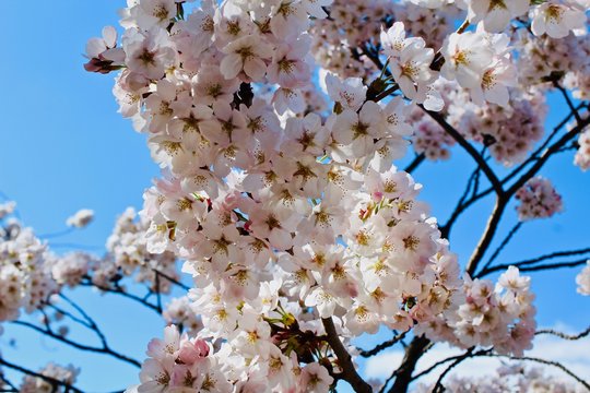 DC Cherry Blossoms.