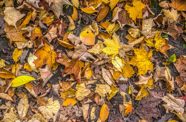 Dead leaves