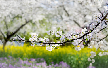 Flower plum blossoms in full bloom in Wuhan East Lake. It’s focus on the flower.