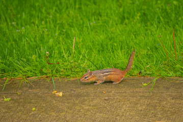 Cute chipmunk in grass