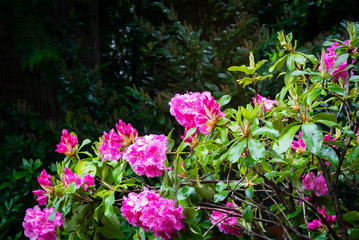 Fototapeta na wymiar Flowers After Spring Rain