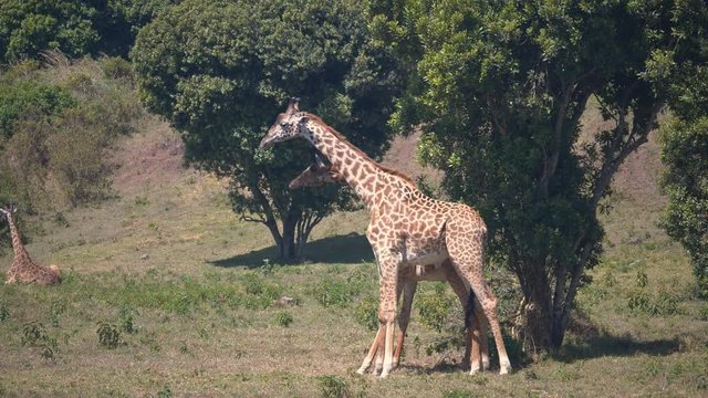 a wide shot of two giraffe fighting at arusha national park in tanzania- 4K 60p