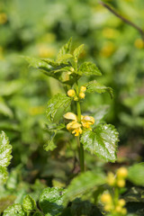 yellow archangel in forest