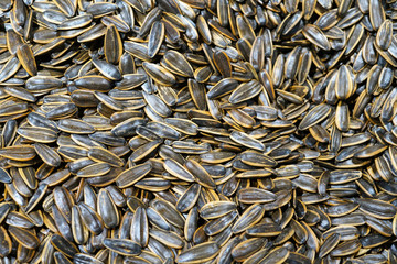 close up on white sunflower seeds as food background